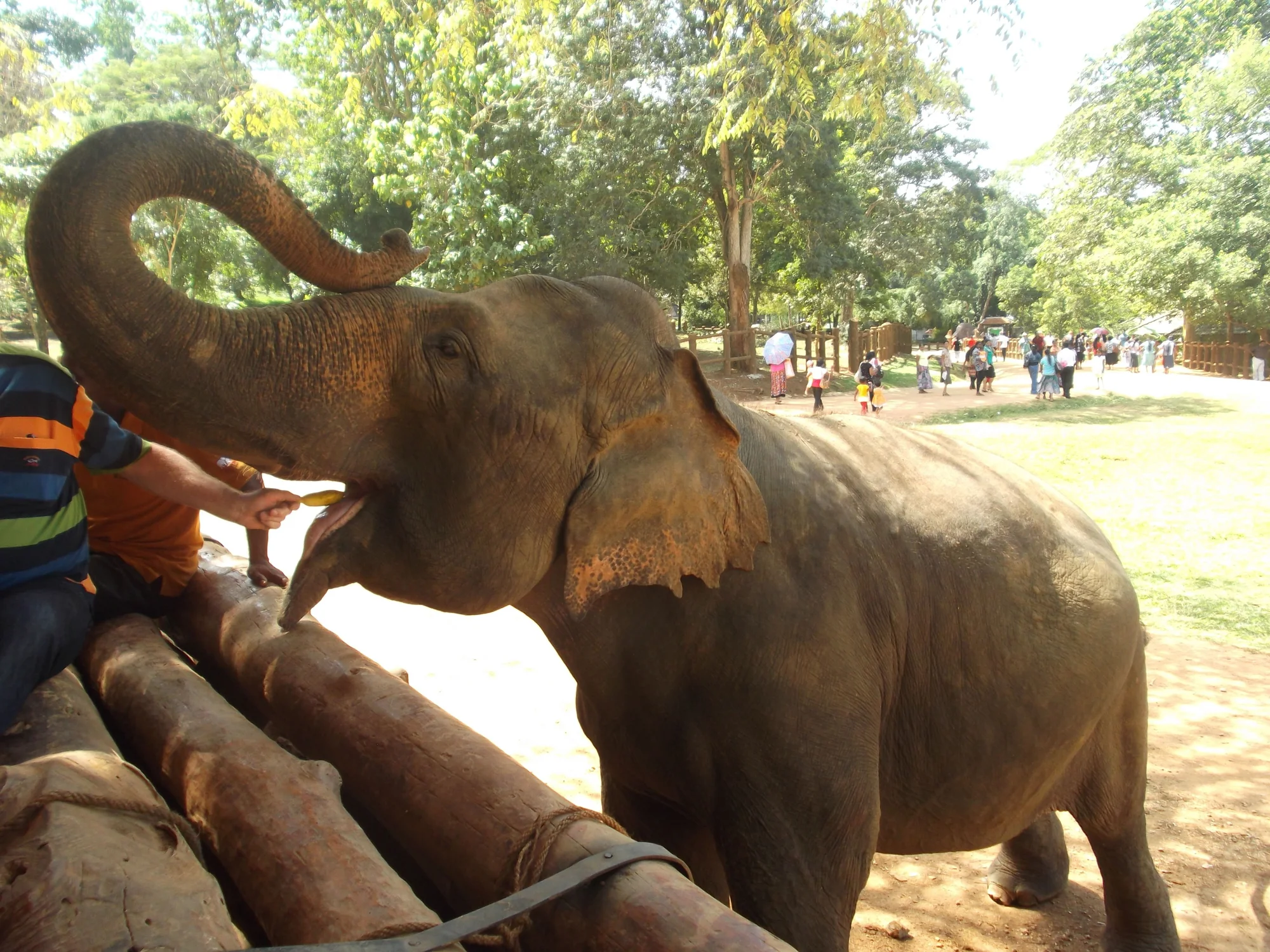 Sri Lankan wildlife observed in its natural habitat