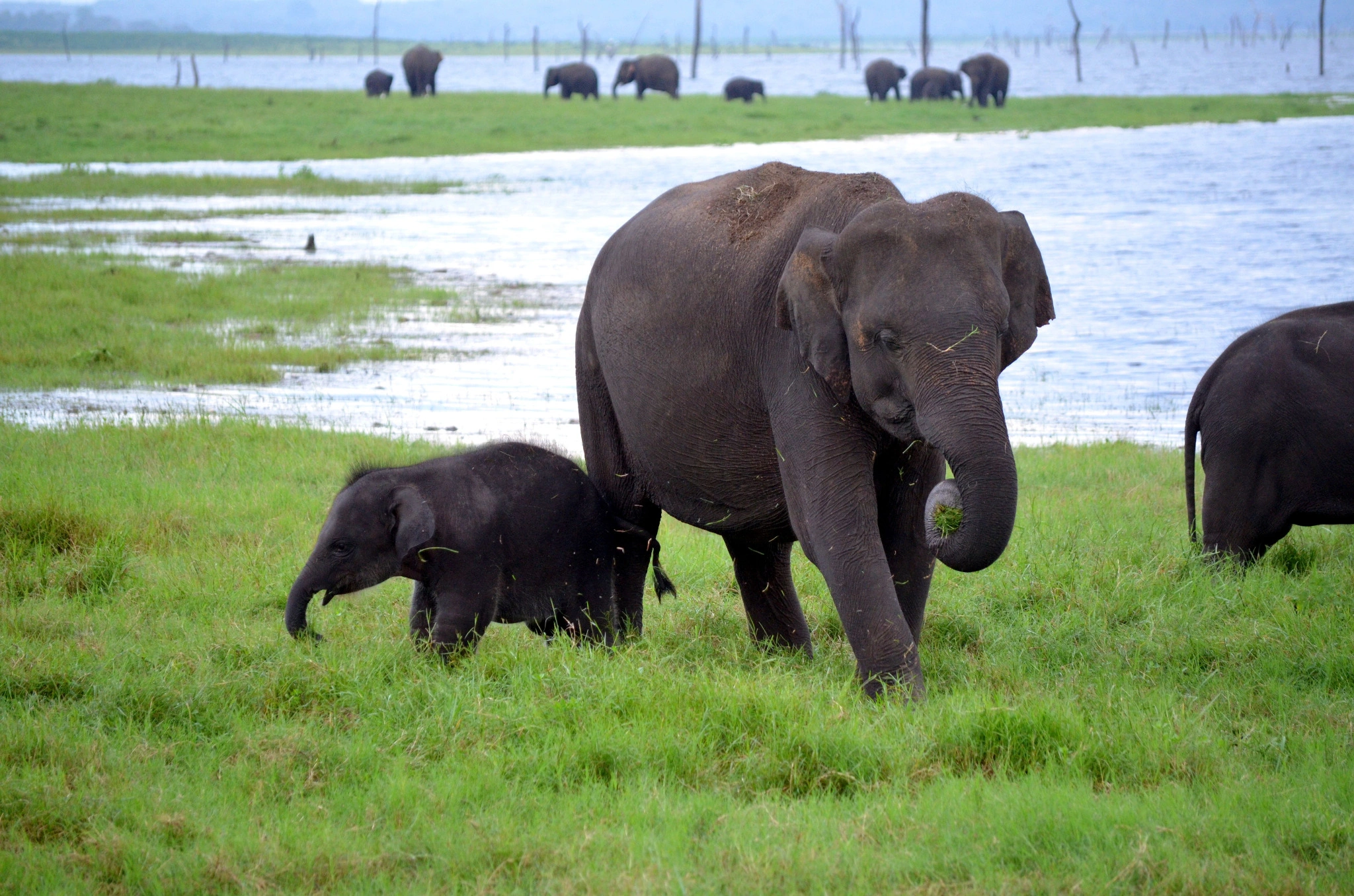 Wild Asian elephants grazing beside the water in Sri Lanka