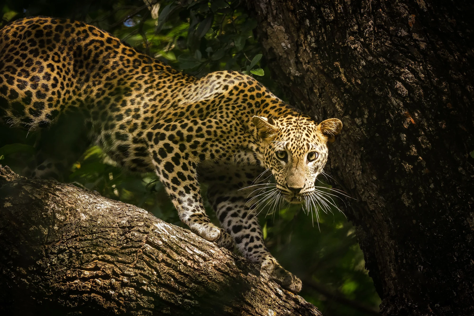 Wildlife in Sri Lanka's natural landscape